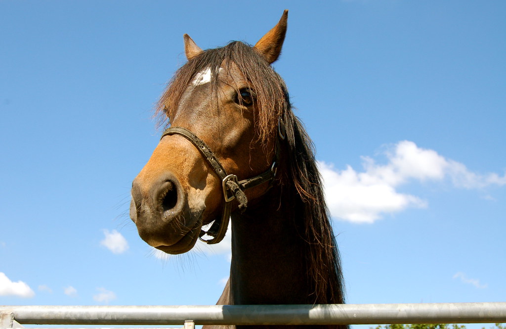 Samuel Pryor Race Horse Trainer